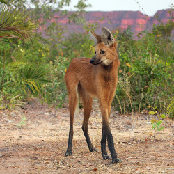 huade:   Despite its name, the maned wolf is not a wolf at all, nor is it a fox, coyote, or dog. It is the only member of the Chrysocyon genus, making it a truly unique animal, not closely related to any other living canid. One hypothesis for this is