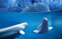 mycookah:  baby beluga in the deep blue seaaaa jump so hiiiiigh swim so freeeeeeee 