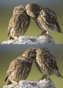 unhinged-laughter:  yourethechorustomysong:  that really awkward moment when owls have a better love life than you. ^^ D’aawwww  They are so cute. *Dies* 