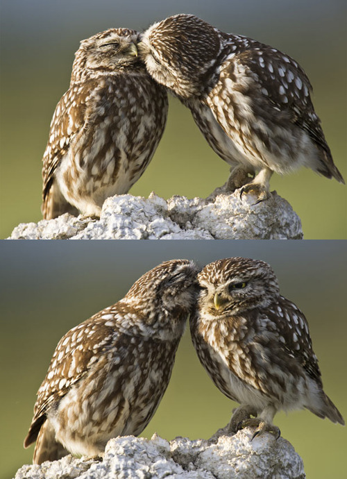 downingbutterbeers:  ohfckyeh:  twistedtheory: that really awkward moment when owls have a better love life than you.  ^^^ 