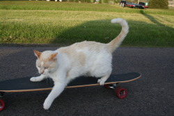 lovecrafts-inkwell:  He was a skater catShe said see you later cat 