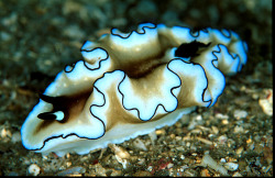 ohscience:  nudibranch, anyone? 