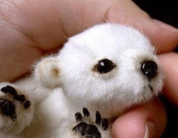 smiling-but-dying:   Just a baby polar bear.