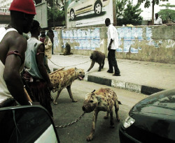 Zoidbergggggg:  Misterchimpy:   Ordersydney:  African Gangsters And Their Hyenas