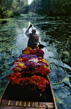 youmightfindyourself:  Flower Seller, Dal