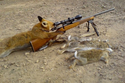 lasimms:  Sniper no sniping lol I do luv foxes 