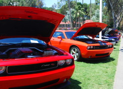 blondebmwlover:  Dodge Challengers all lined