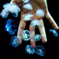 jonwithabullet:  Hundreds of moon jellyfish babies have been born at the Weymouth Sealife centre in Dorset. Aquarists say they have never seen so many jelly babies of all shapes, sizes and colours from many different species at one time - but even though