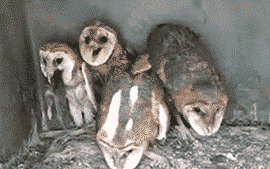 brock-obama:  Owls confirmed to be the creepiest