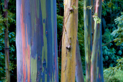 orientaltiger:  Rainbow Eucalyptus, is the only species of eucalyptus that grows in the northern hemisphere  and is normally grown for its pulpwood, used to create white paper. But  why does it look like it’s been painted?  The secret behind the Rainbow