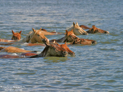Llbwwb:  Asssateague Wild Ponies Swimming The Channel Back Home  (By Wildimages)