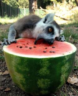 abcworldnews:  A lemur eats from a refrigerated watermelon to refresh itself in Rome’s zoo, July, 12, 2011. Zoo staff offered animals frozen and refrigerated fruit to refresh them as temperatures reached 104 Fahrenheit. (Rome Bioparco Fundation/AP