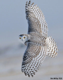 Magicalnaturetour:  Wings Wide Open Snowy Owl (By Rob Mckay Photography) :) 
