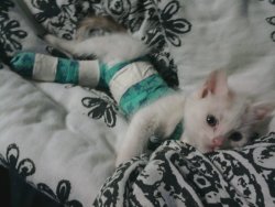 oughtnot:  fuckyeahfelines:  This is Casper (in his full body splint, his front leg is pinned to his body), I found him at a barn I used to work at inside a stall with a horse. I picked him up and put him by his mom. He was maybe 4 to 5 weeks old and