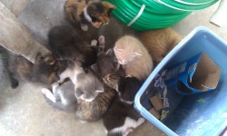 i had so many kittens at my house at one