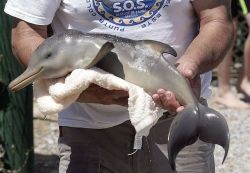 destroy-the-light:  oh mah god baby dolphin!