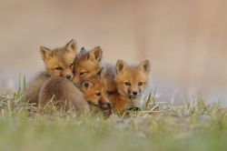 magicalnaturetour:  Fox-cubs after sunset
