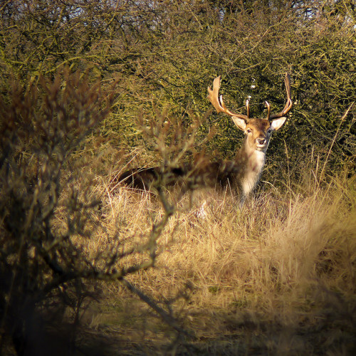 Deer hunting…  camera shooting ;-) by B℮n on Flickr.like to get him in my crosshairs
