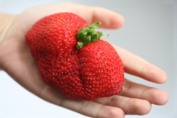 the giant strawberry we found!