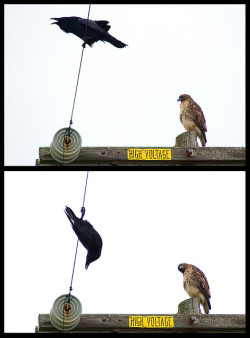 the-tabularium:  flashyredturk:  headcrabz:  intensive-care-unit:  birdblog:  Raven Trapeze by Kitundu on Flickr.  raven pls   why are birds so funny/cute  that hawk is like wtf are you doin you crazy asshole  The hawk is just like: “Honestly dude?”