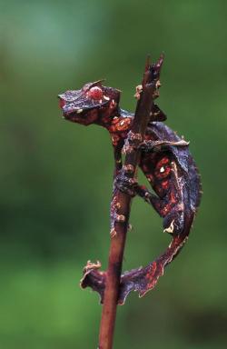 poupon:  lompsyoufuckass:  aarondoom:  The satanic leaf-tailed gecko (Uroplatus phantasticus) is the smallest of 12 species of bizarre-looking leaf-tailed geckos. The nocturnal creature has extremely cryptic camouflage so it can hide out in forests in