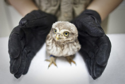 denverpost:  Animal Photo of the Day A veterinarian  stretches her hands to protect a little owl, which is poisoned by  pesticide and suffering from a neurological disorder that makes it  difficult to keep its balance while standing, after a medical check