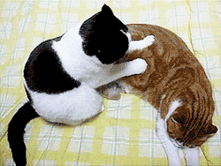 thefingerfuckingfemalefury:  YOU ARE TOO TENSE HERE I SNURGLE YOU LET MY SOFT LITTLE PAWS MASSAGE AWAY YOUR STRESS I AM GOOD CAT FRIEND I AM BEST AT SNURGLING 