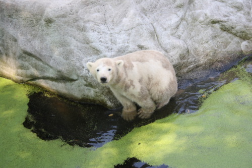 so i went to the Zoo today, and there where such cute little icebears <3