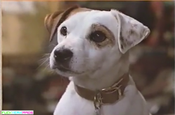 catbountry:  emilylikesaliens:  doesmyarsenallookbiginthesepants:  fuckyeah1990s:  Reblog if you recognize this dog.  I USED TO HAVE A PLUSHIE OF WISHBONE ;3;  me tooooooo  Before my family got Zeus I wanted a Jack Russel so bad. All because of this show.