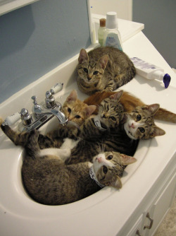 adamusprime:  “yes hello, is this the city water department?  whenever i use my sink, cats come out instead of water. …no no, it’s not a problem, i just thought you should know.” 
