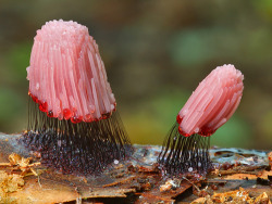 treebreeder:  electricorchid:  Stemonitis fusca is a rather marvelous species of slime mold that carries its jelly-like spore-forming fruiting bodies on curious stilts | photo by Nick Cantle | +  Beautiful sorcery~ 