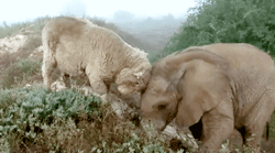 Porn photo switchbladesmile:  Themba, the baby elephant,