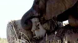 switchbladesmile:  Themba, the baby elephant, lost his mother after she fell down a cliff. The team at the Shamwari Rehabilitation Centre rescued him and for two years they dedicated their lives to getting this very special orphan back to the wild. Themba