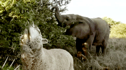 Porn Pics switchbladesmile:  Themba, the baby elephant,