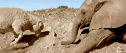 Switchbladesmile:  Themba, The Baby Elephant, Lost His Mother After She Fell Down