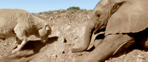 Porn switchbladesmile:  Themba, the baby elephant, photos