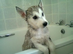 Adorable puppy after a bath!