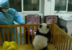 brokencompasses:  Boo, you just can’t climb out of your crib like that. You might fall and bump your little panda head. 