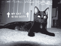 francoiseditelagrivoise:  &lt;3 Goth cats 