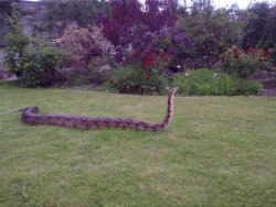 the-vampires-are-out:  insidethebatcave:  skoolboyjew:  gnate1:  I am convinced that this snake is happily humming as he scampers across this lawn. “hm hm hm hm hmmm, what a beautiful day today! I think I’ll swallow a chimpanzee!”  Omg I’d shit