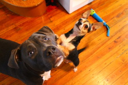 fuckyeahpitbullterriers:  Mariah and Frankie.  Guess who runs the house?  Eeeep &lt;3