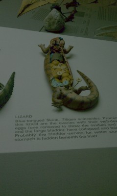 Oh, the new reptile exhibit! I wonder if they have mUWAH! MY PRECIOUS BABBU!! ;___;