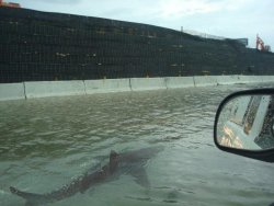   After Hurricane Irene hit Puerto Rico, the streets were so flooded that a shark managed to be swimming around.  