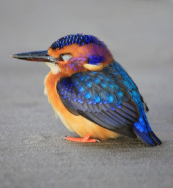 crowmemes:  thememacat:  funnywildlife:  Pygmy Kingfisher    he smol he sits   Pretty birb~! :3