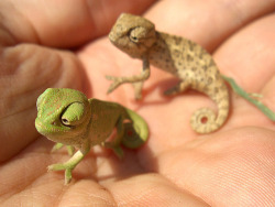 curl-away-my-son:  I want a pet chameleon :3 