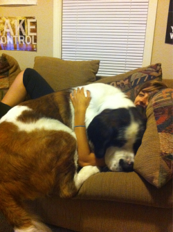 floral-prince:  closetaffairs:  bigcoolscorner:  Rocky once again trying to convince himself that he is in fact a lap dog.  I WANNA CUDDLE HIM FOREVER  this picture made all of my problems go away 