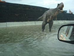  After Hurricane Irene hit Puerto Rico, the streets were so flooded that a t-rex managed to be swimming around. 