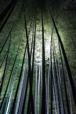autongraphic:  Bamboo grove by Masashi Mochida