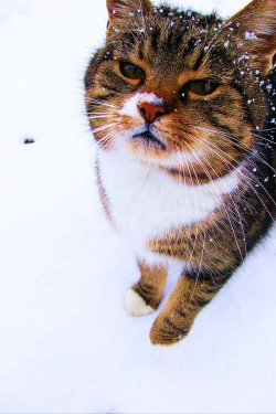brave-coeur-de-rouge:  It snows by ~Mirey-chan
