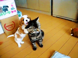 dynosawrslair:  The cat is like “NYEAH. get off.” in that last gif 